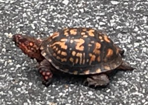 Eastern Box Turtle