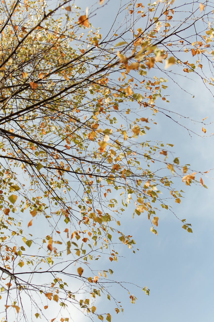 Autumn leaves in tree branch
