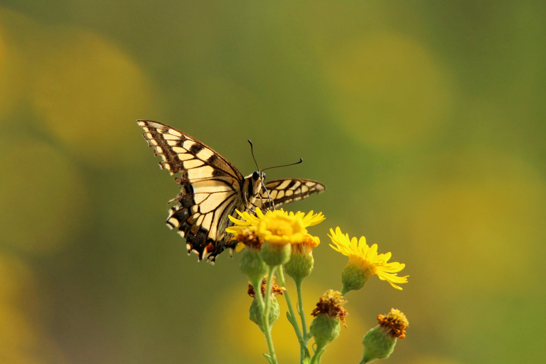 Tiger Swallowtail butterfly