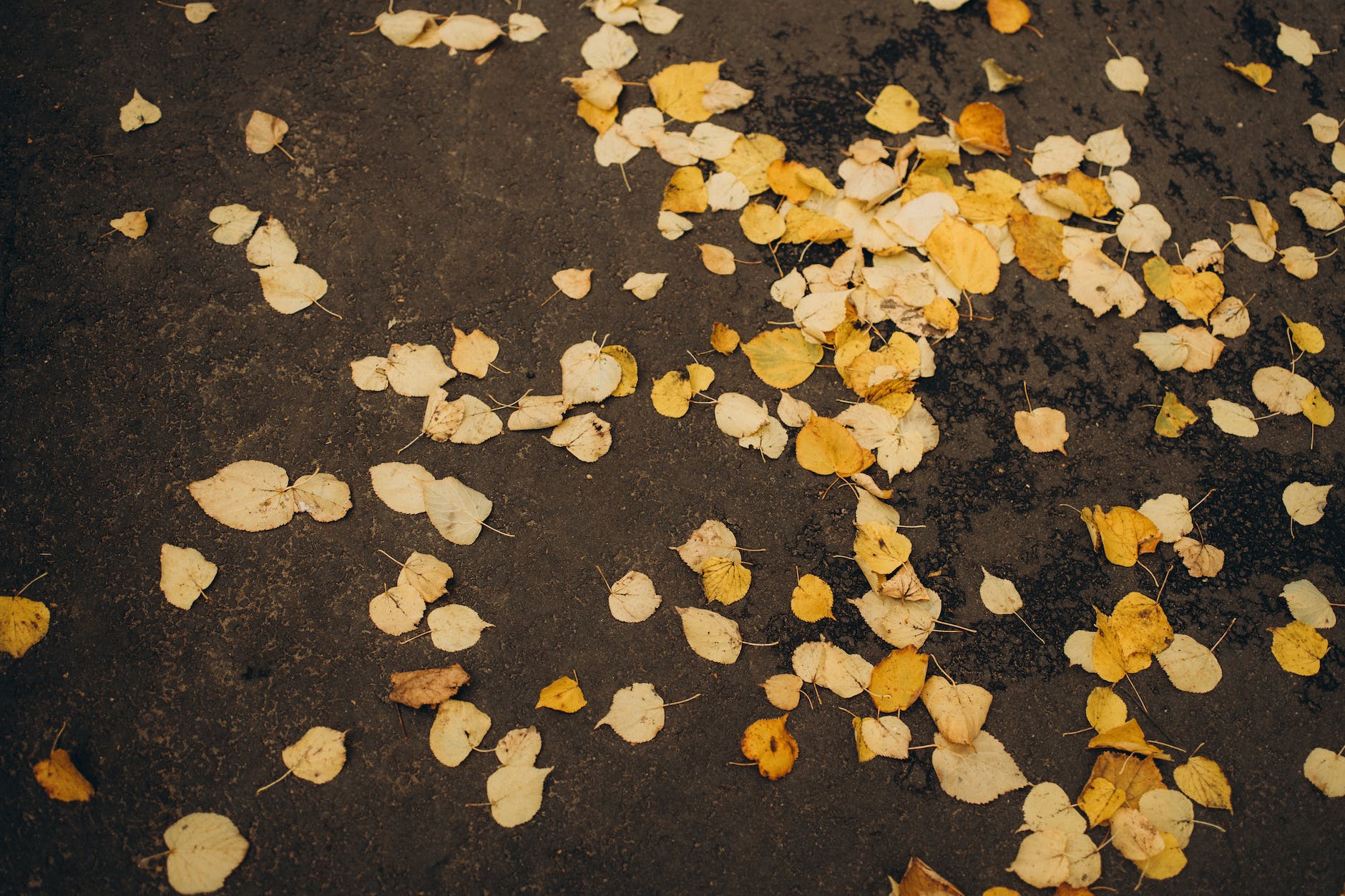 Yellow leaves on the road