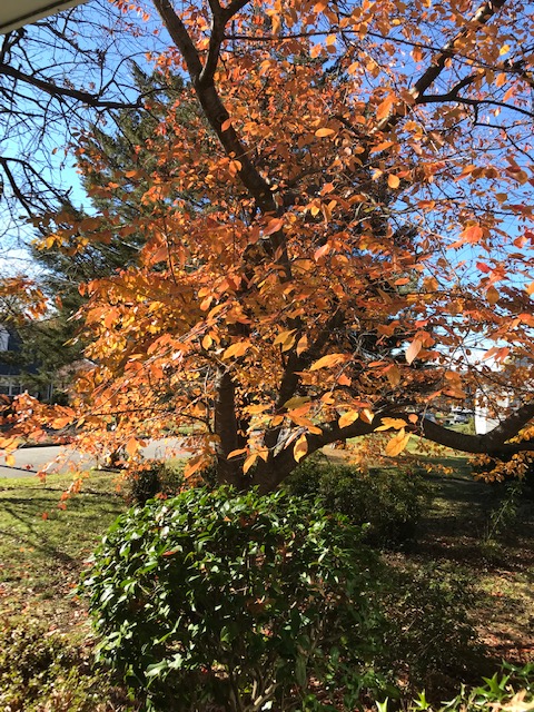 Japanese cherry tree with orange and yellow leaves.