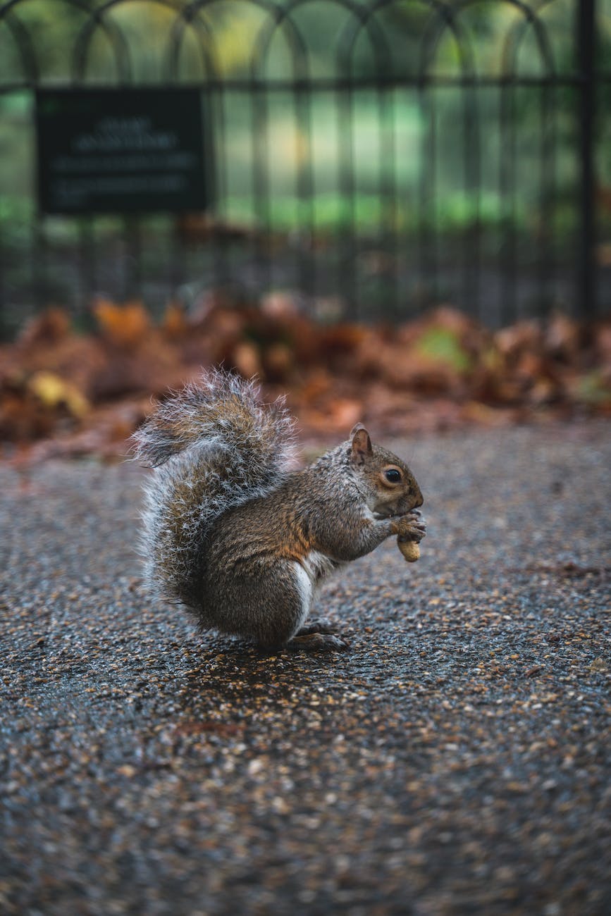 Squirrel in the road with acorn