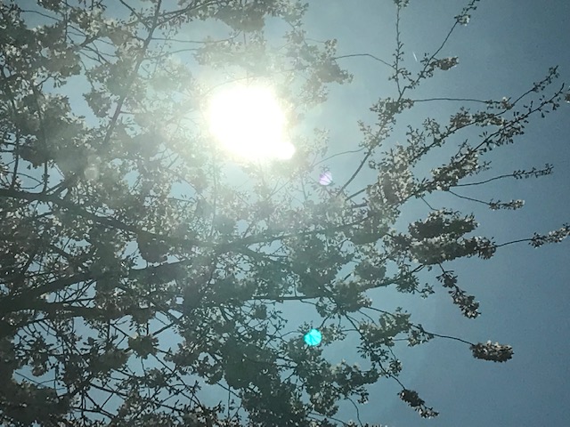 Cherry blossoms against the sun and blue sky