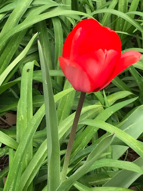 red tulip