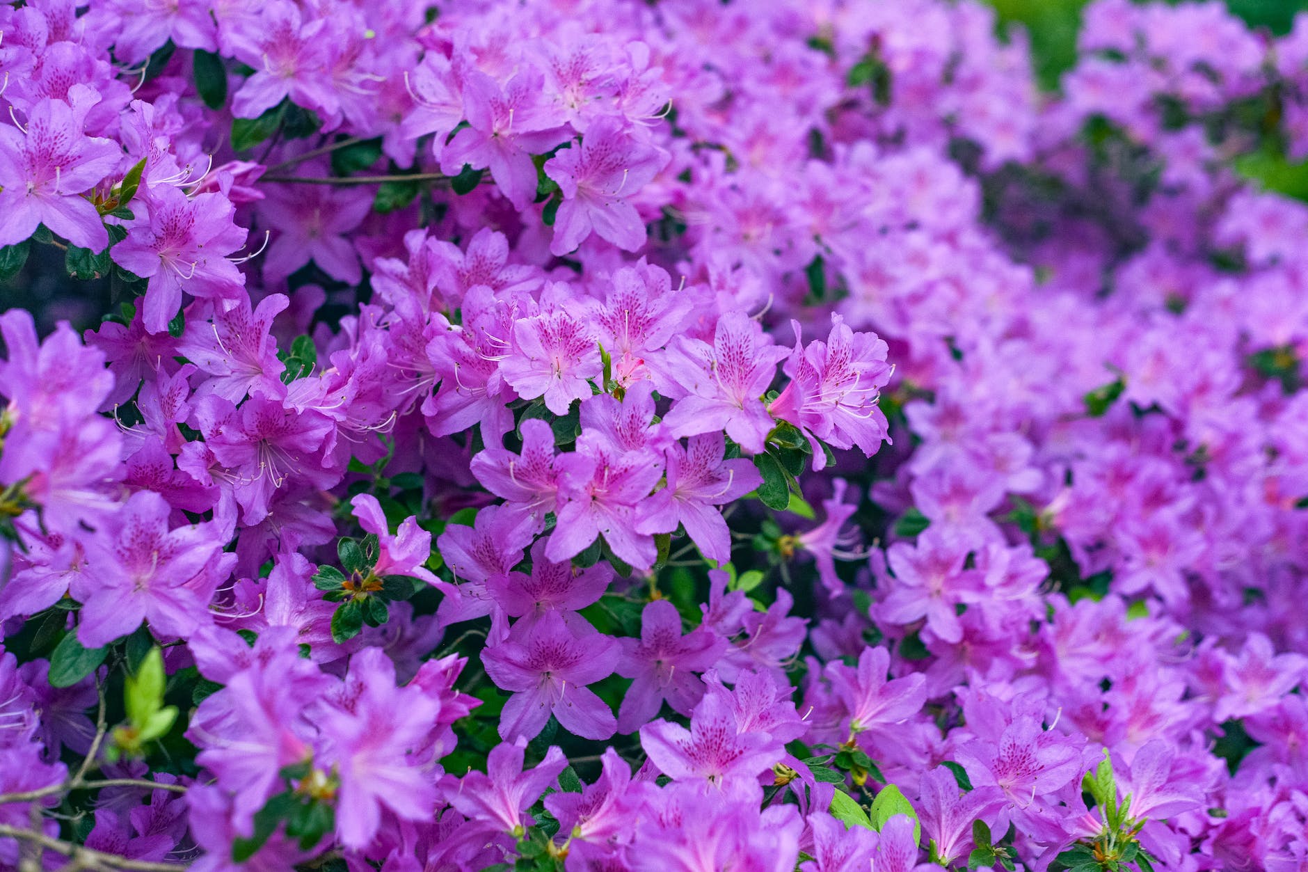 purple azaleas
