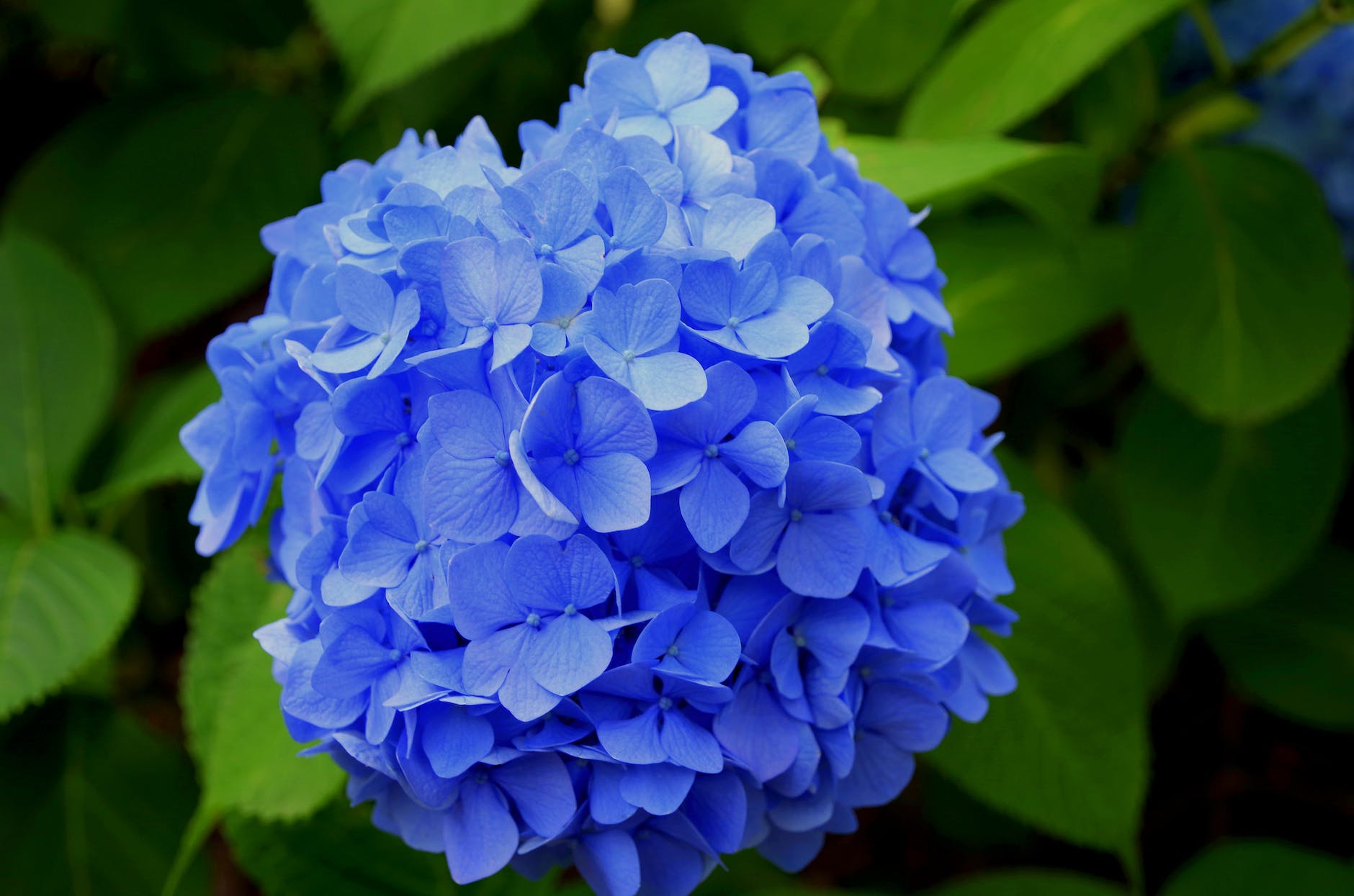 Blue hydrangea