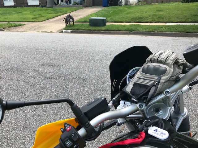 Pitbull as seen from seat of motorcycle.