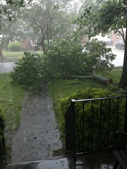 Large branch from a live oak tree blown down in Friday's thunderstorm.