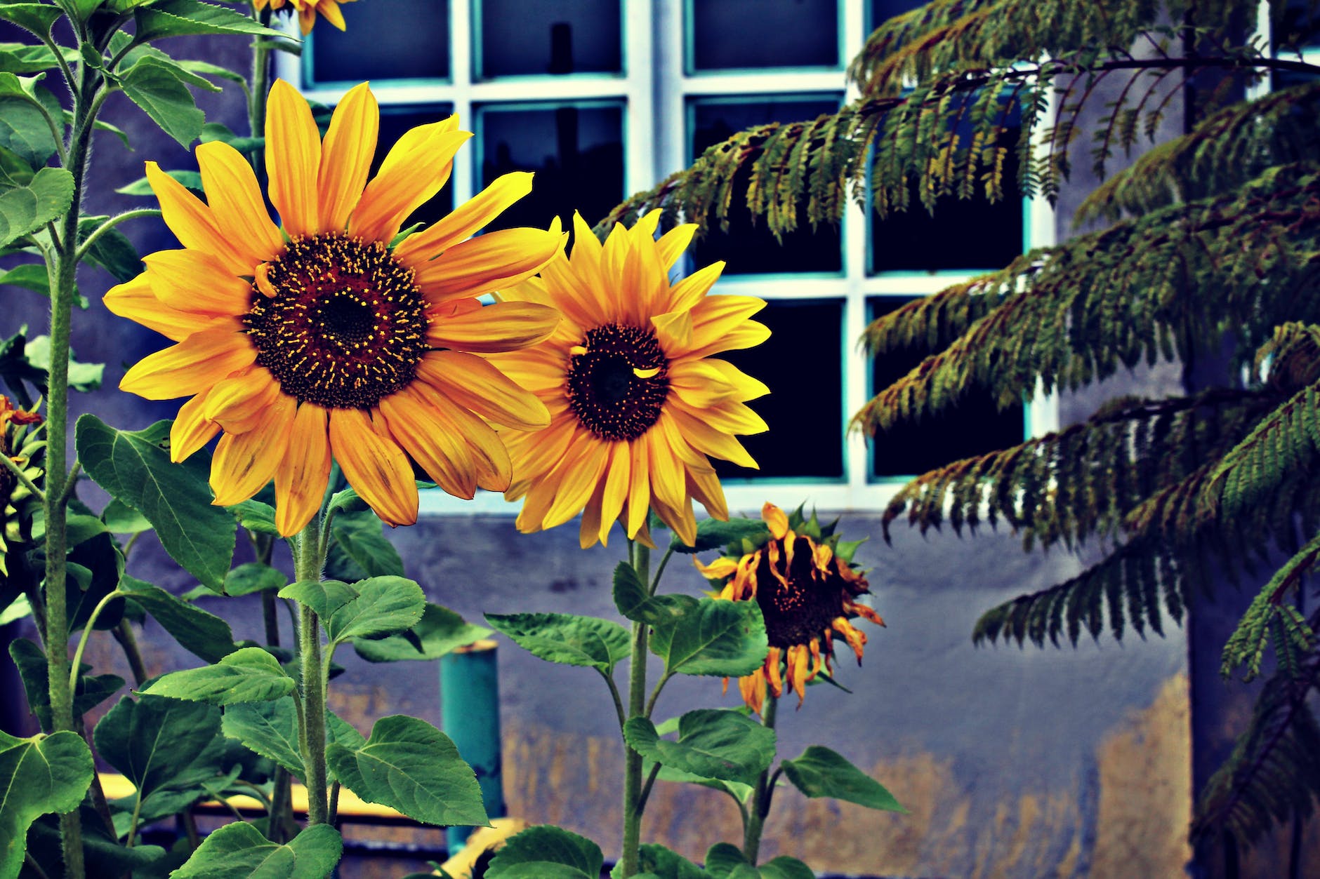 Two sunflowers blooming in garden