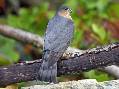 Sharp-shinned hawk.  Picture from Cornell Lab of Ornithology