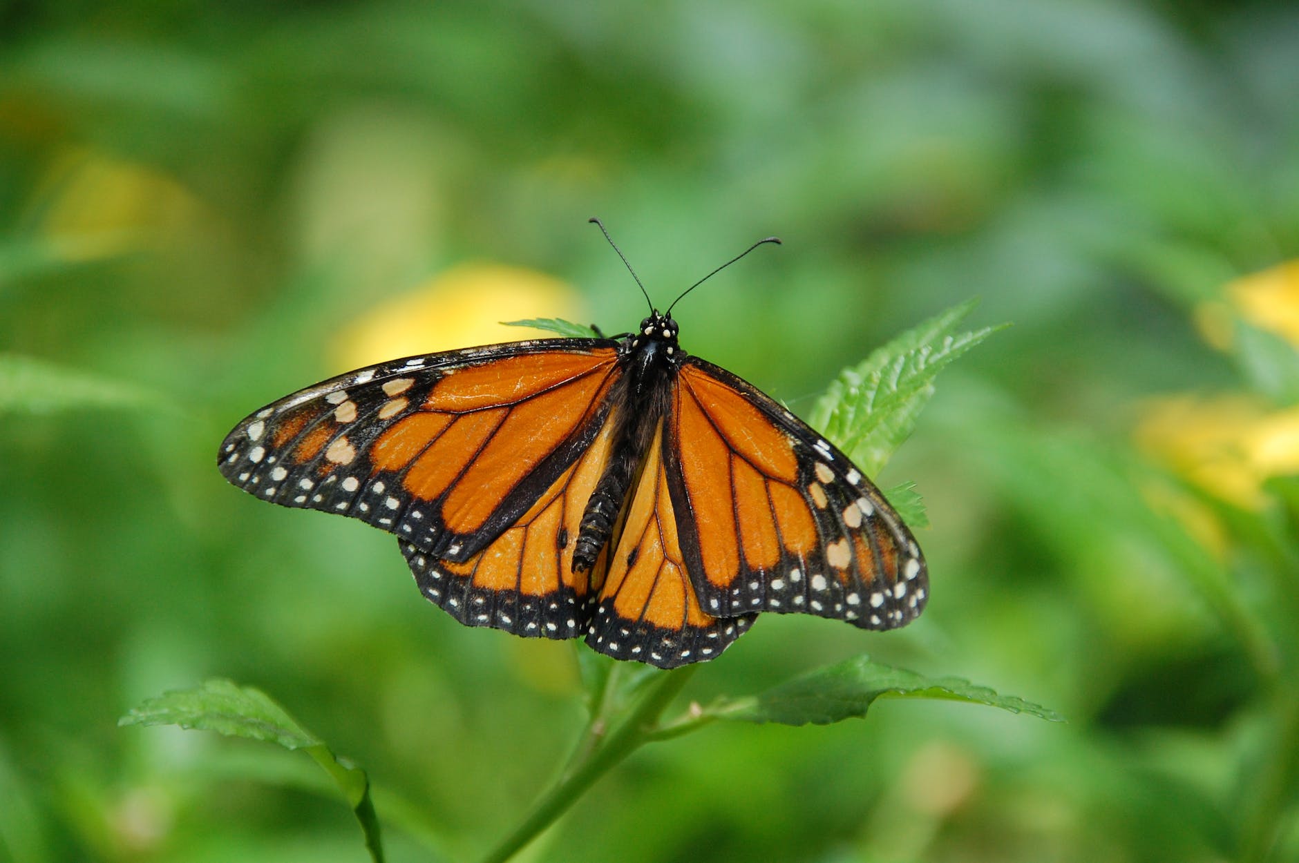 Monarch butterfly