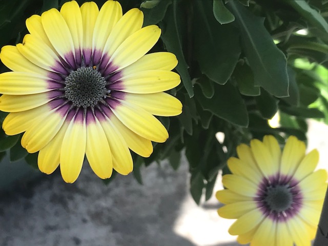 Yellow African daisies.