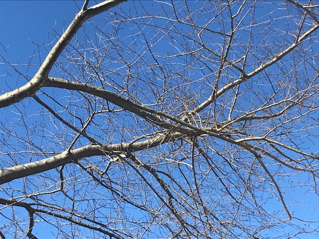 Bare tree branches under a blue sky.