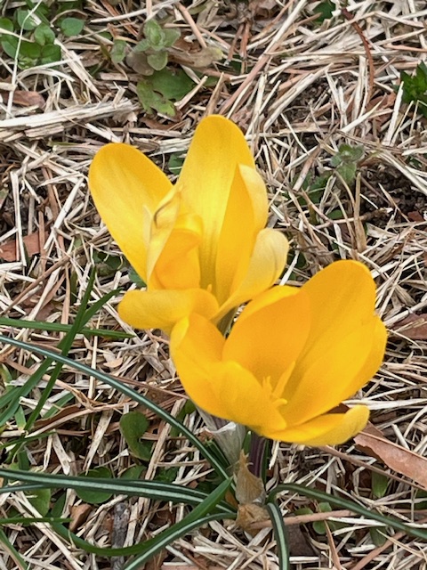 Small daffodils blooming