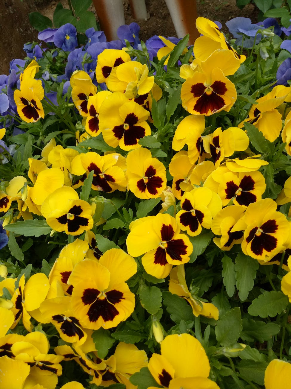 Yellow and burgundy pansies with blue pansies in the background.