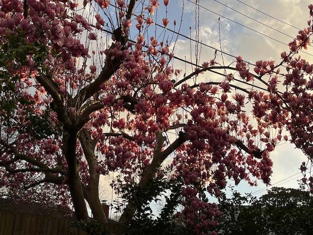 Sugar magnolia blossoms under sunshine and clouds