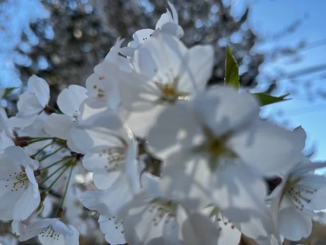 Yoshino cherry blossoms