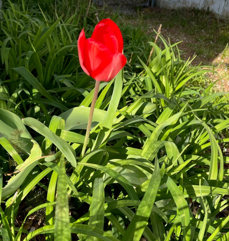 red tulip