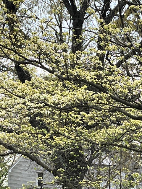 Dogwood in bloom