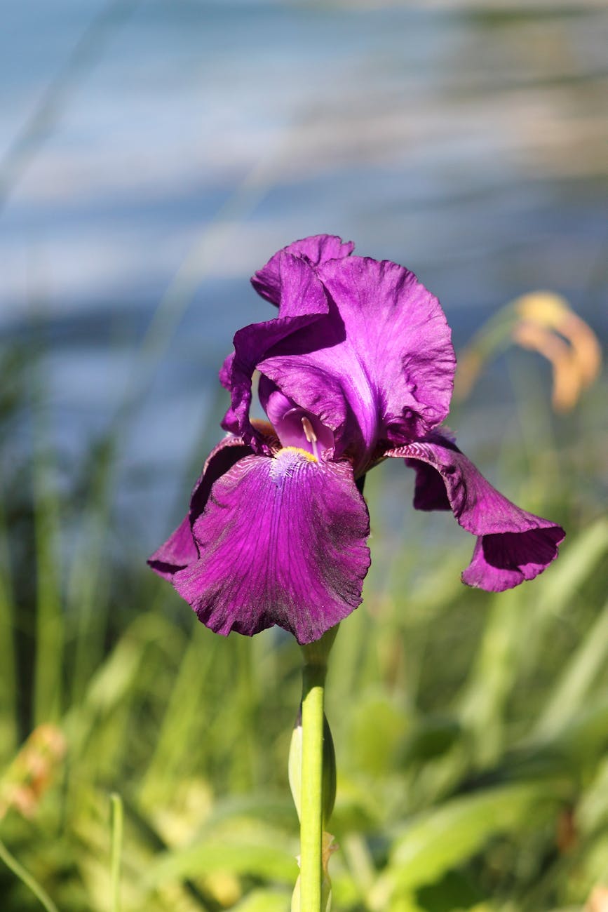 purple iris