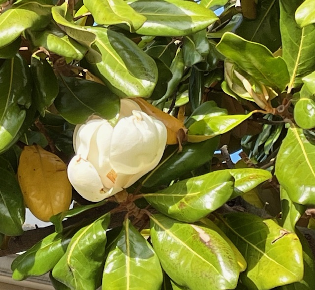 magnolia blossom in tree