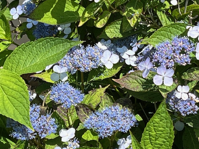 Hydrangeas are blooming--blue