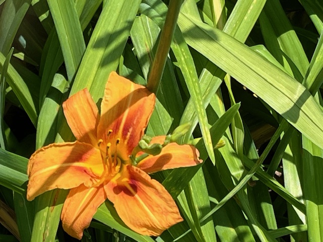 orange day lily