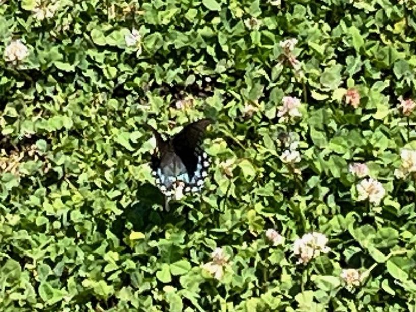 Black swallowtail butterfly in clover