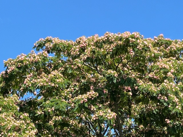 mimosa tree in bloom against blue sky