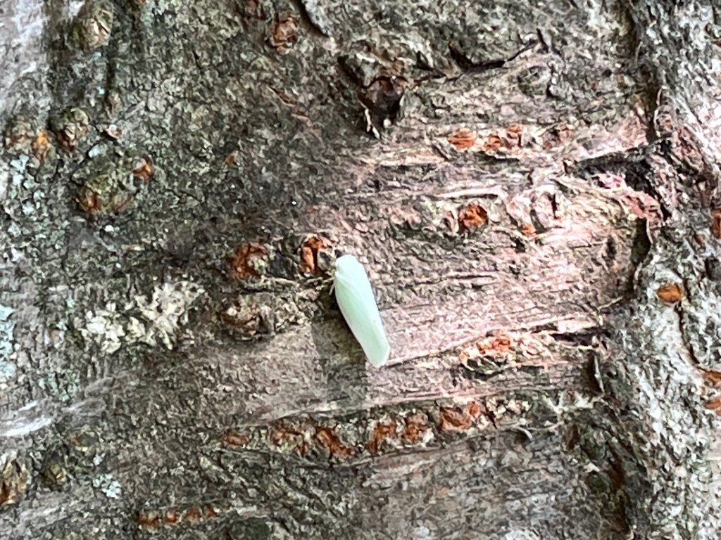 cabbage white butterfly resting on cherry tree