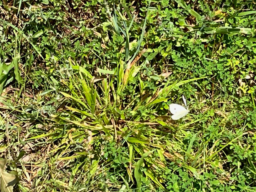 cabbage white butterfly in the grass