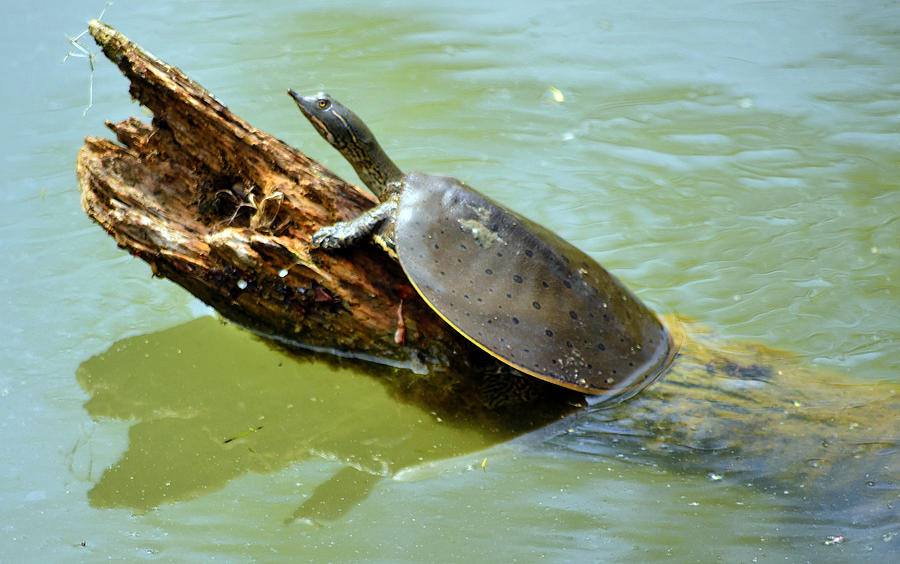 eastern spiny softshell turtle photograph by Brian Stevens

