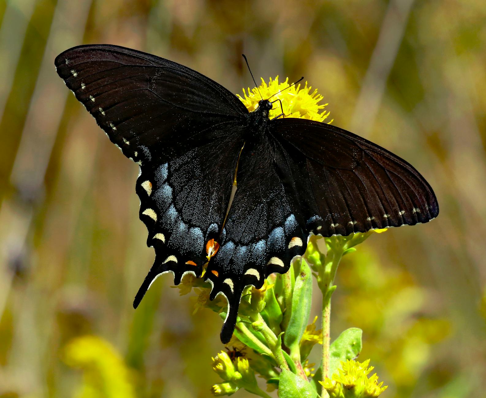 Spicebush swallowtail butterfly--black with blue, gold, and orange markings