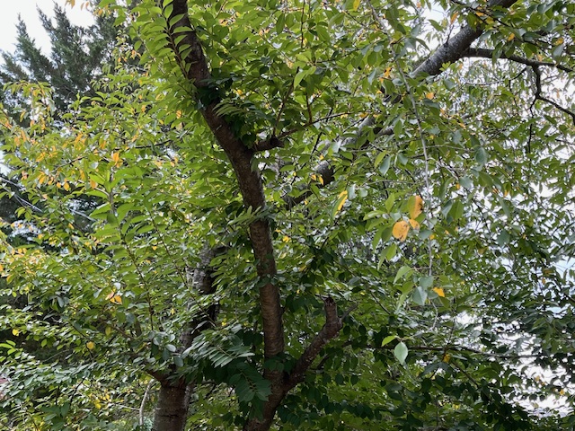 Yellow leaves among the green on a Yoshino cherry tree.