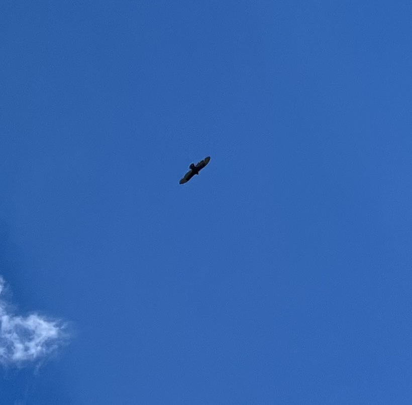 Turkey buzzard circling above in a blue sky