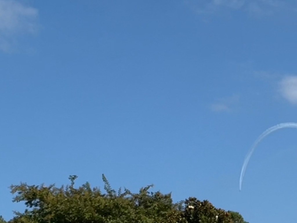 Top of magnolia tree, blue sky, jet contrail