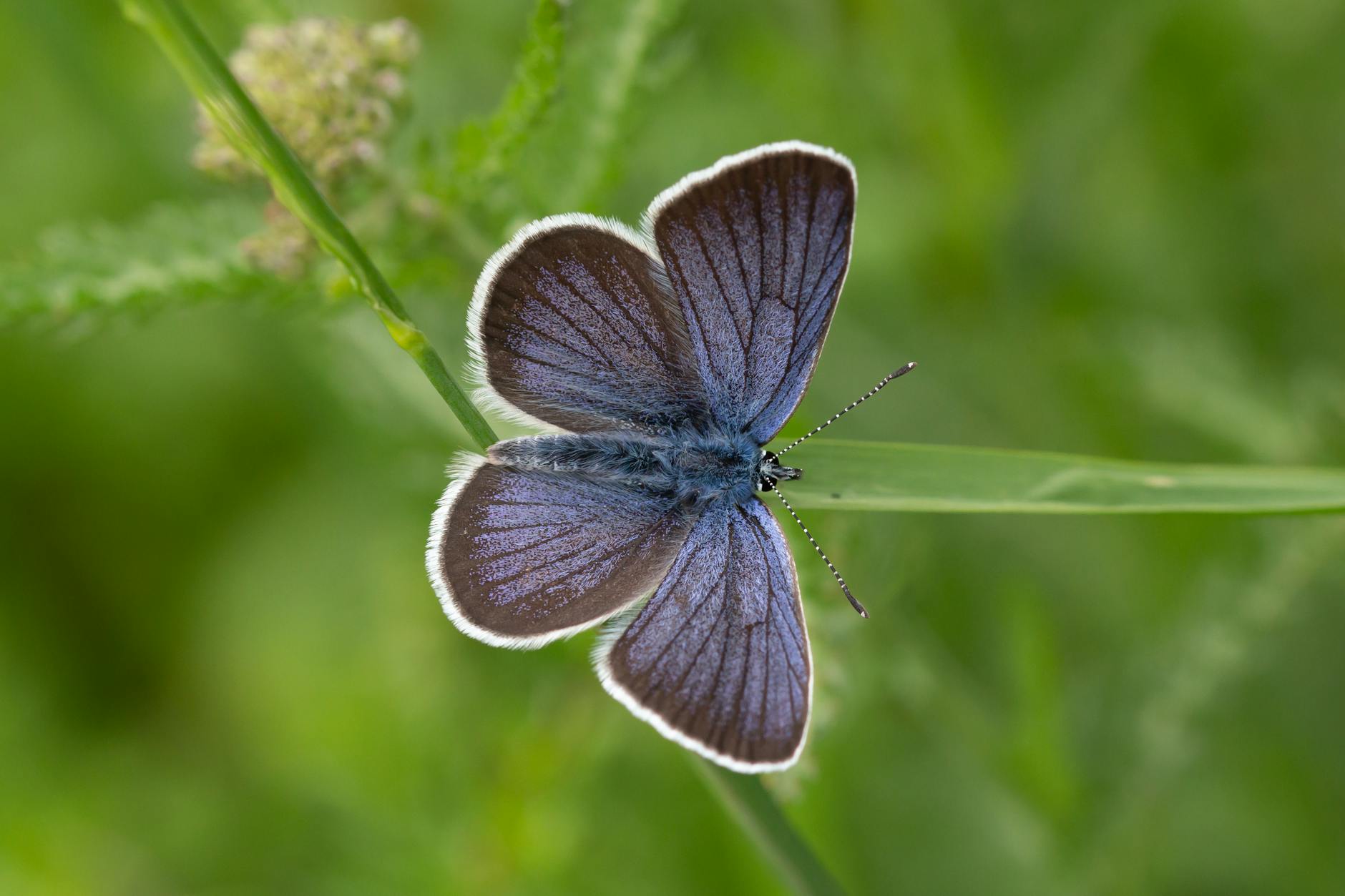 Eastern-tailed blue butterfly