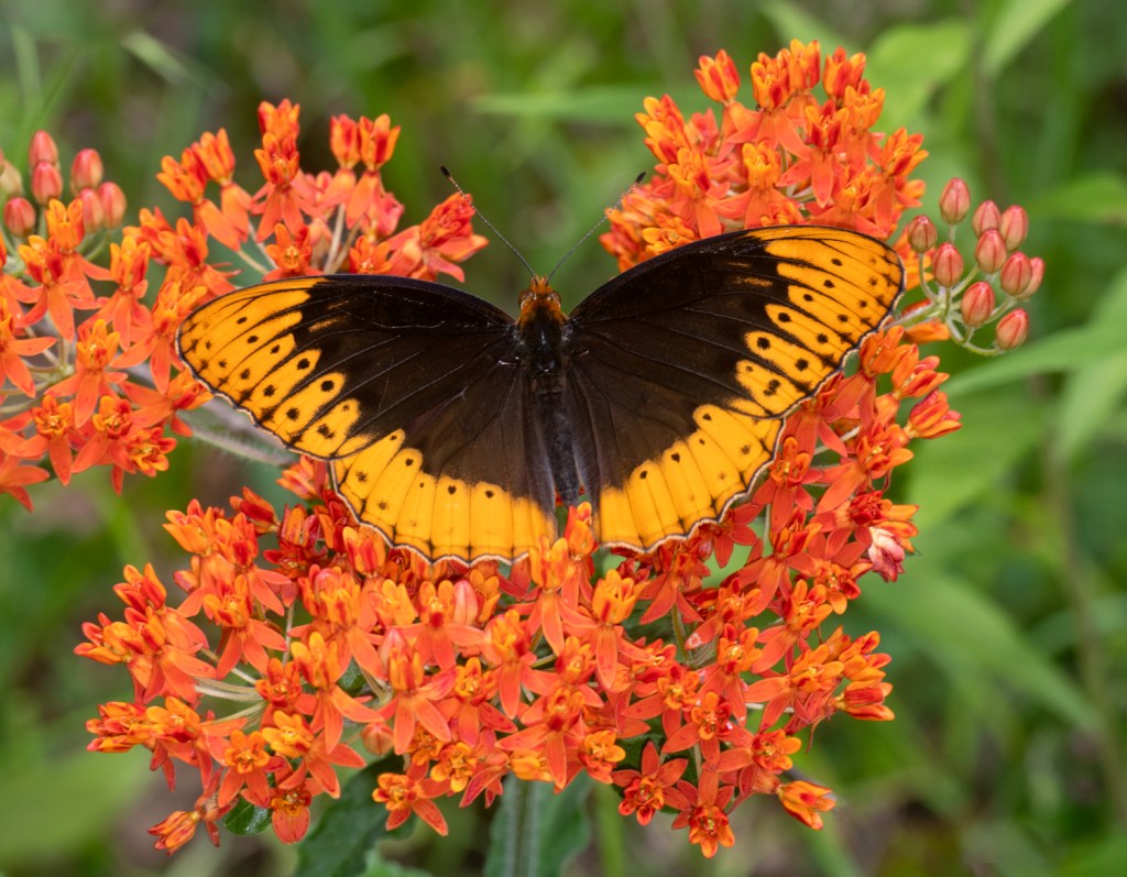 Diana Fritillary butterfly--black with orange tips on wints