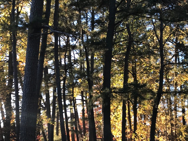 sunlight through fall trees
