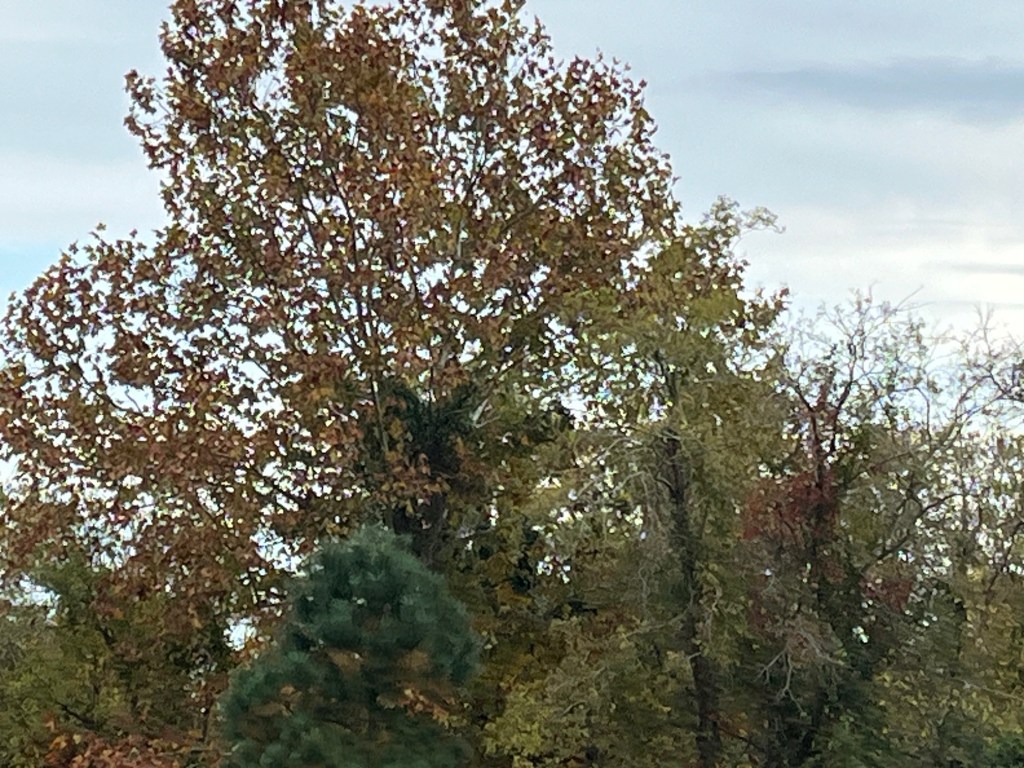 fall foliage