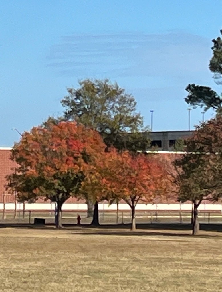 fall foliage on trees