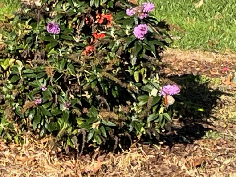 taffy butterfly bush with lavender blossoms and a monarch butterfly