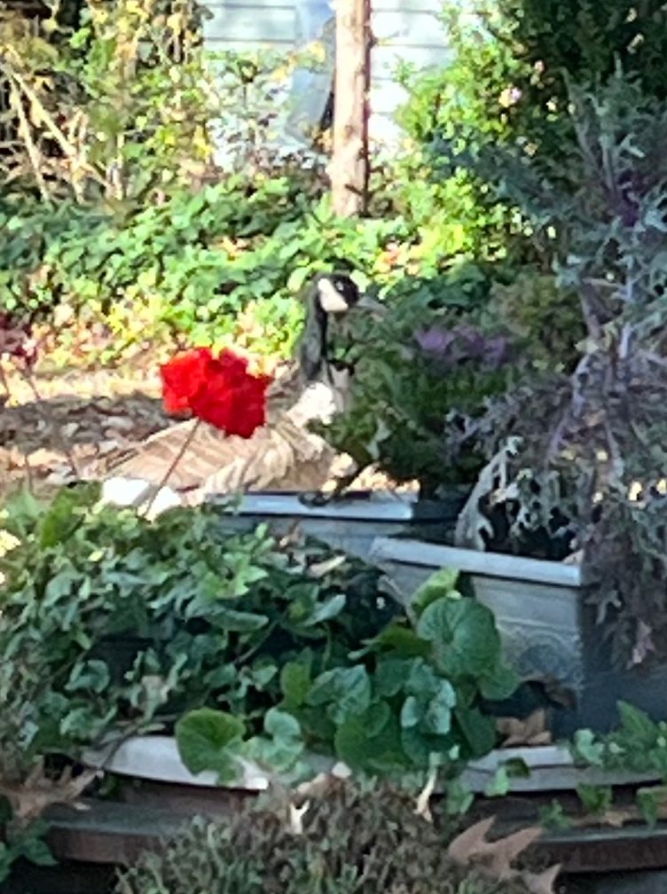 a lone Canadian goose behind a geranium