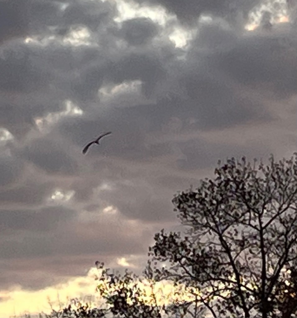 white egret flying across cloudy sky