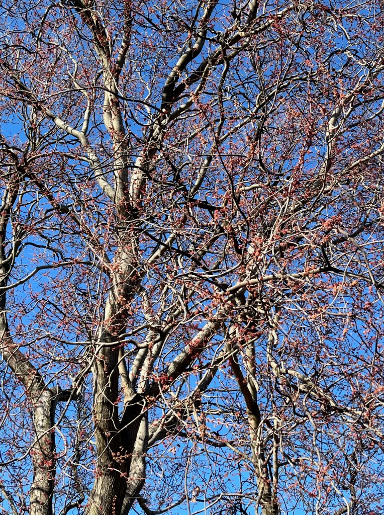 red leaf buds on oak tree branches against blue sky
