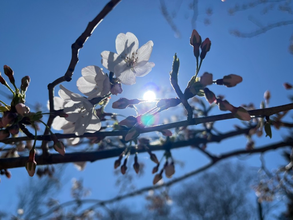 Yoshino cherry blossoms beginning to bloom