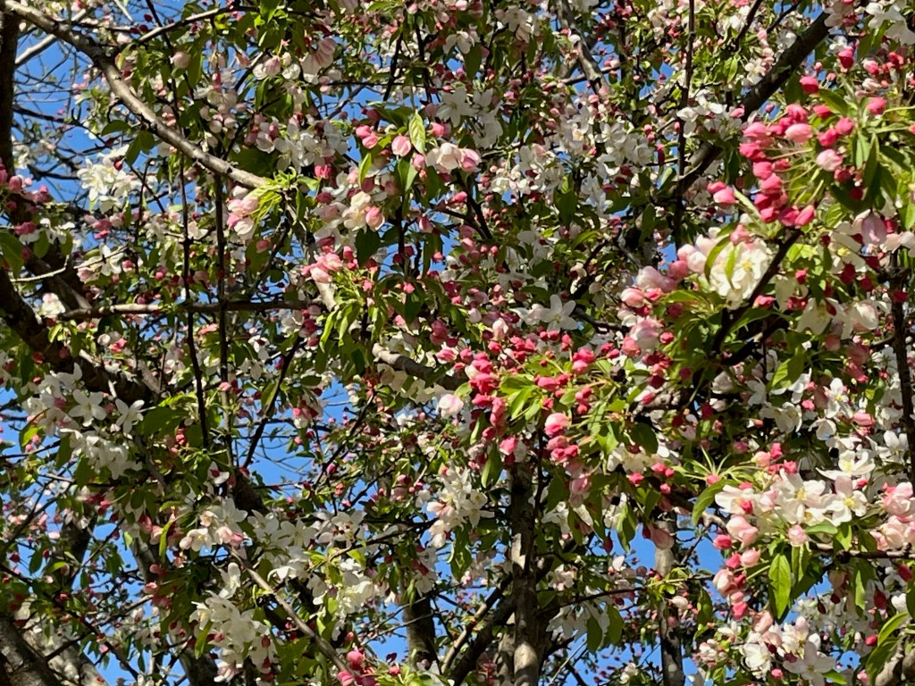 Sargent's cherry tree with pink buds and white blossoms