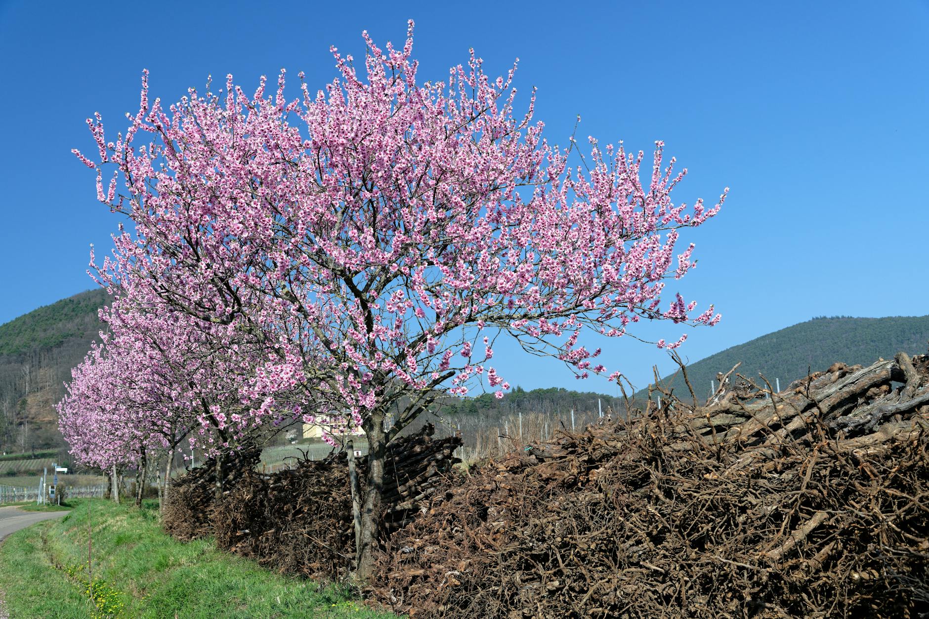 flowering plum tree