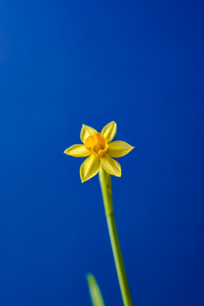 daffodil under blue sky
