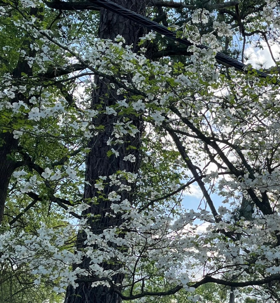 white dogwood blossoms